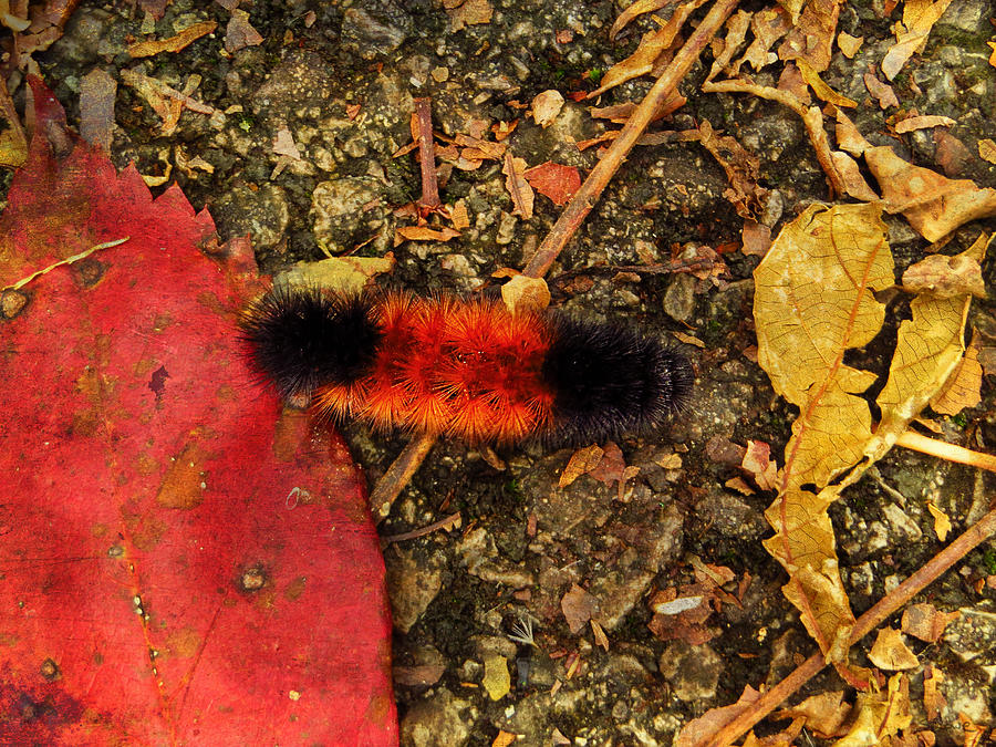 Woolly Bear Caterpillar Photograph by Shawna Rowe