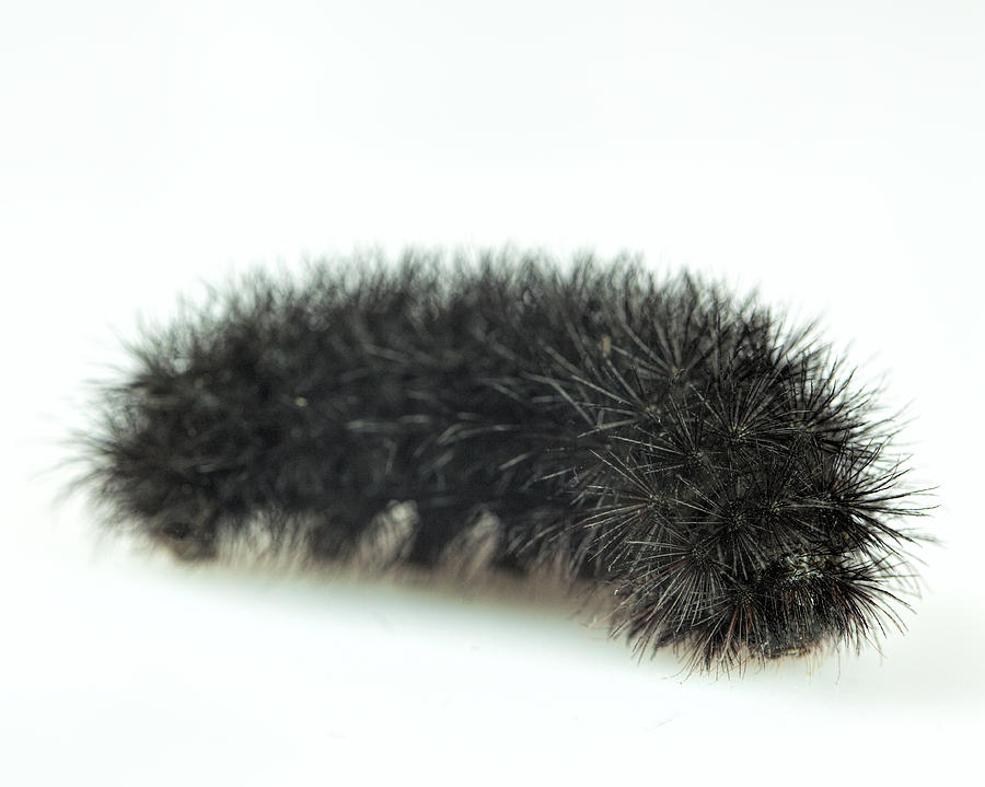 Woolly Bear Photograph by John Crothers