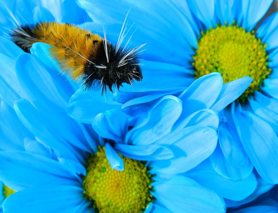 Woolly Bear on Blue Daisies Photograph by Gallery Of Hope 