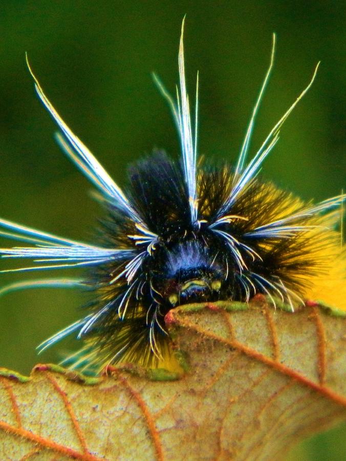 Woolly Bear Up Close Photograph by Gallery Of Hope 