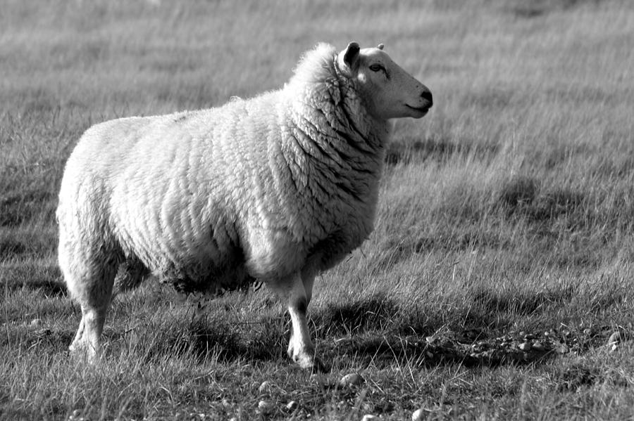 Sheep Photograph - Woolly Coat 2 by Sharon Lisa Clarke