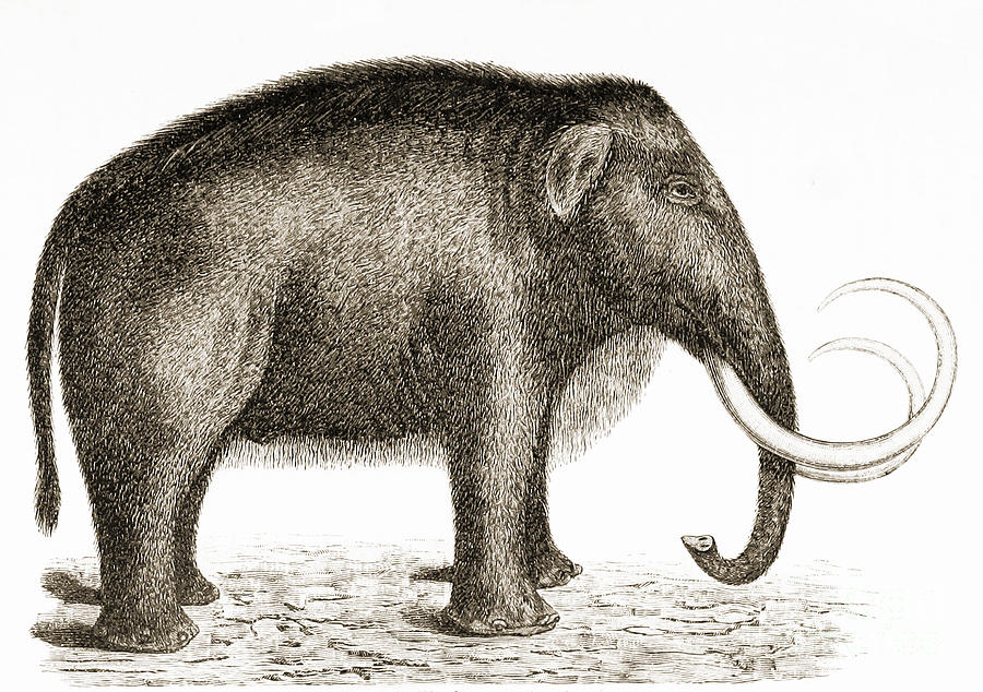 Woolly Mammoth Photograph by British Library