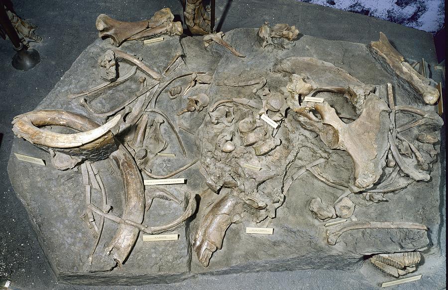 Woolly mammoth, fossil bones by Science Photo Library