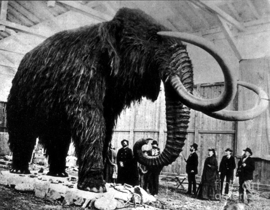Prehistoric Photograph - Woolly Mammoth Found In Siberia, 1903 by Science Source