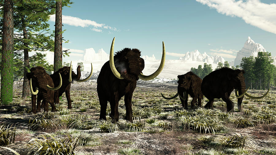 Woolly Mammoths In Europe Or Almost Digital Art by Arthur Dorety/stocktrek Images