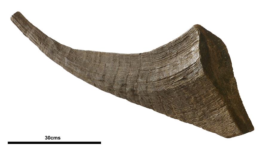 Woolly rhinoceros horn fossil Photograph by Science Photo Library