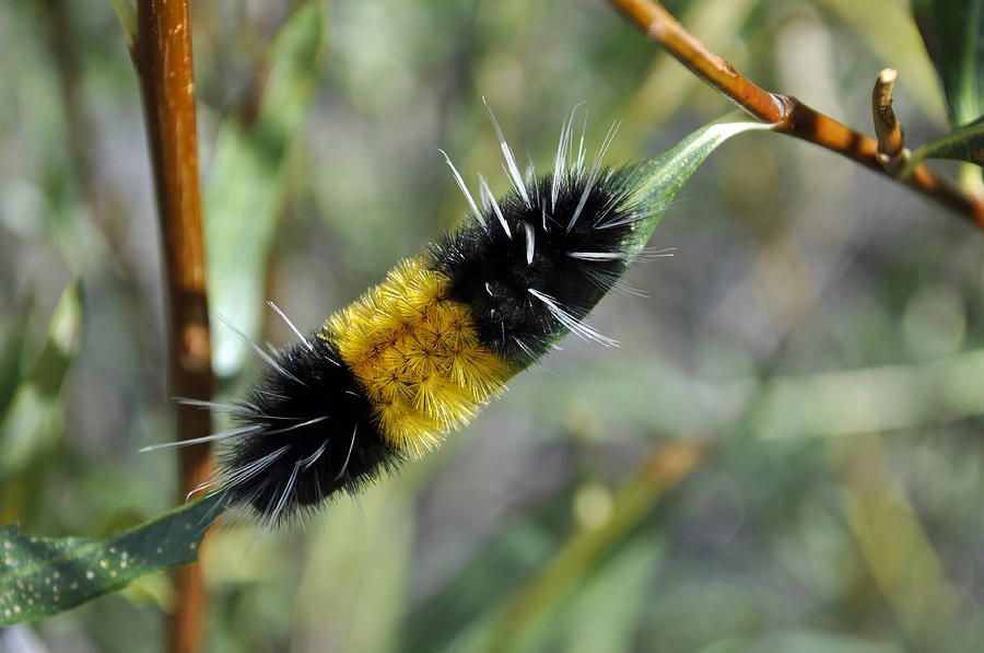 Woolly Worm in Yellowstone National Park Photograph by Bruce Gourley