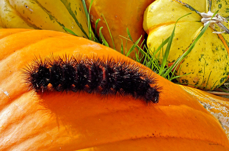 Woolly Worm on Pumpkin Photograph by Duane McCullough