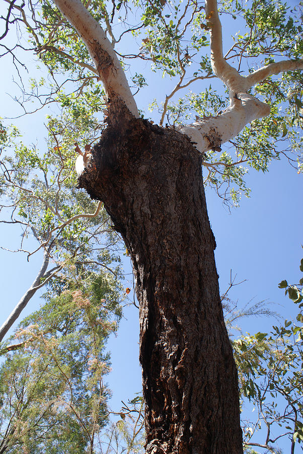 Woolybutt Eucalyptus Digital Art by Carol Ailles