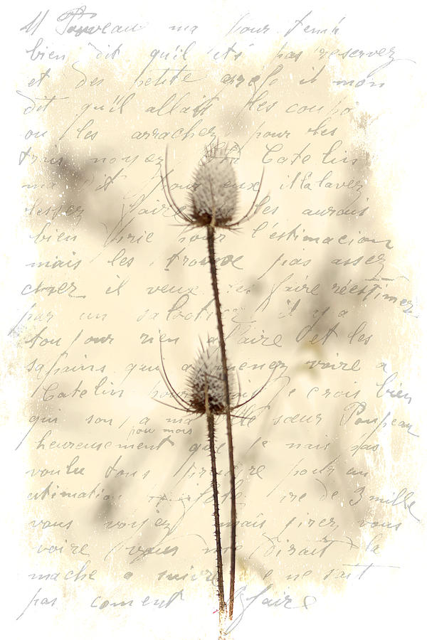 Words and Weeds - Teasels and Snow Photograph by Carol Senske