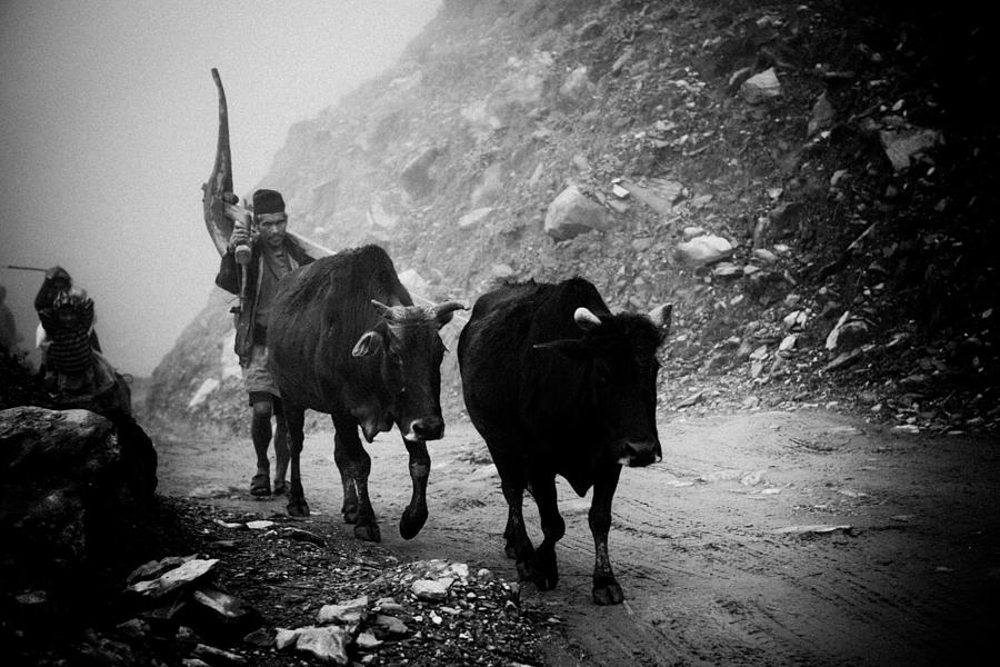 Work hard Tamang people Langtang Nepal Photograph by Raimond Klavins
