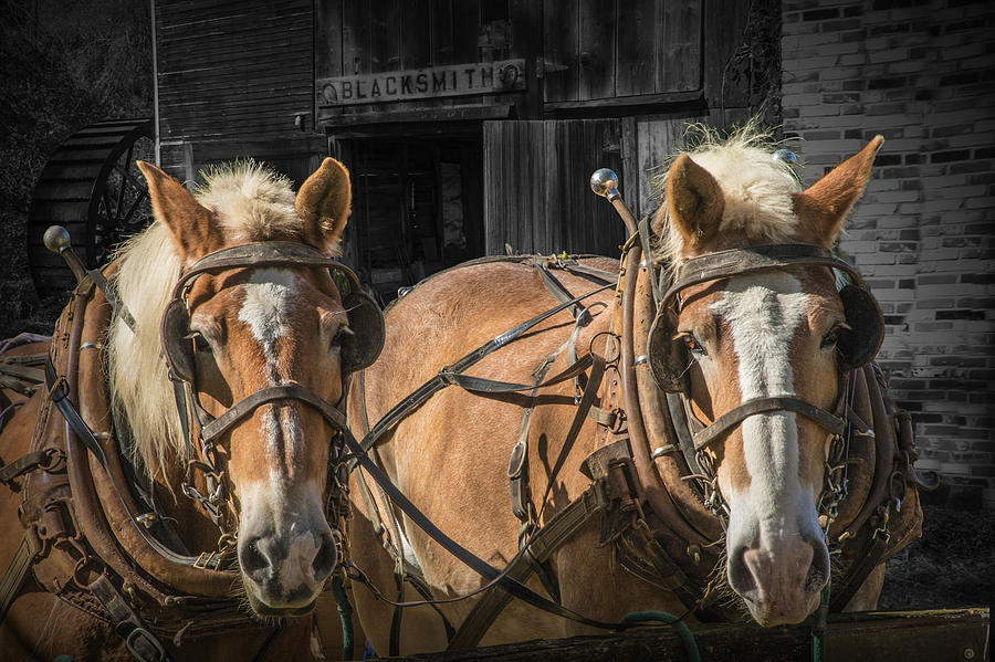 Nature Photograph - Work Horses by Randall Nyhof