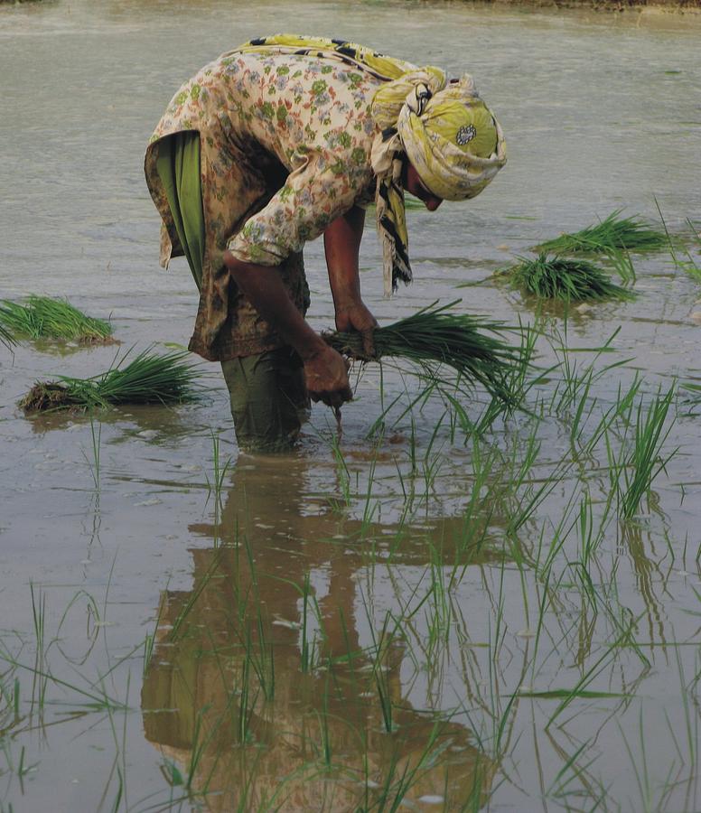 Paddy Field Photograph - Work in Paddy field by Bobby Dar