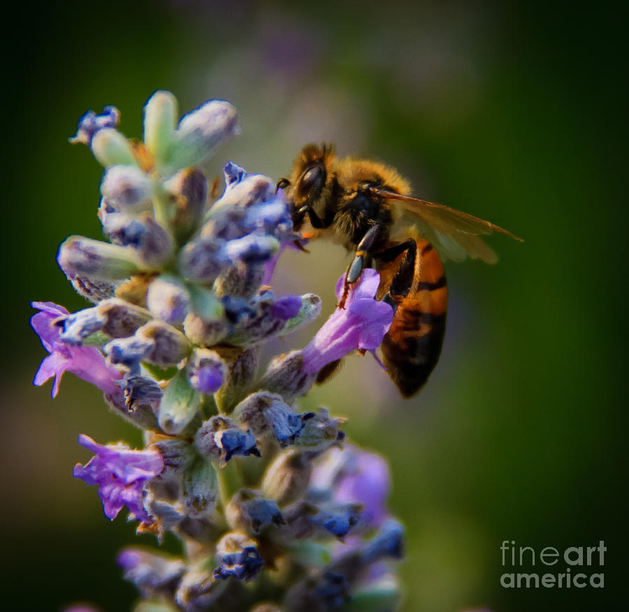 Animal Photograph - Worker Bee by Robert Bales