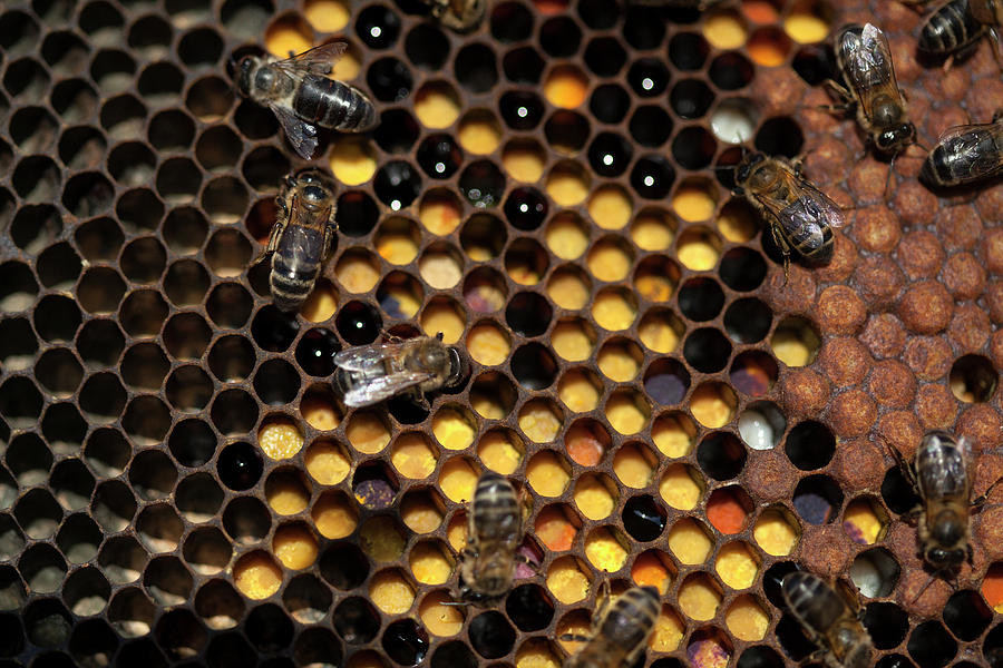 Worker Bees Work In A Beehive Full Photograph by Chico Sanchez Worker Bees Work In A Beehive Full Photograph by Chico Sanchez