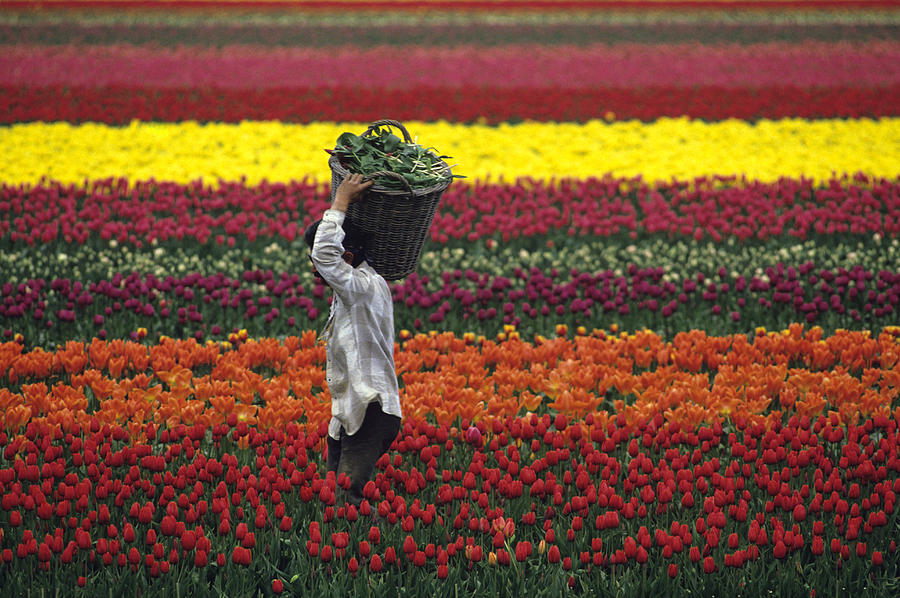 Worker carrying tulips Photograph by Jim Corwin