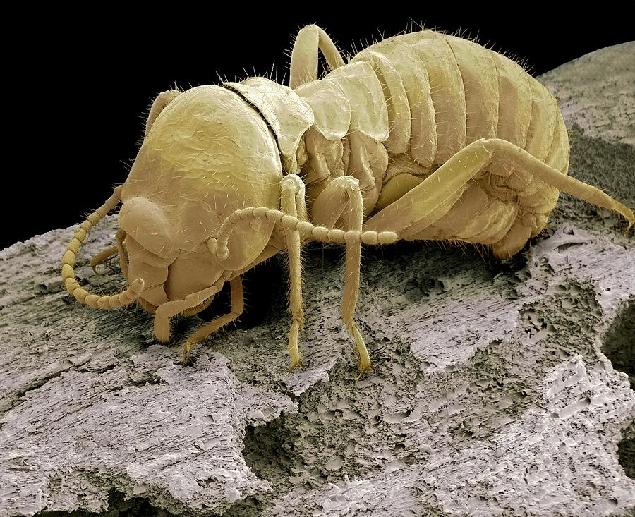 Nature Photograph - Worker Termite by Steve Gschmeissner/science Photo Library