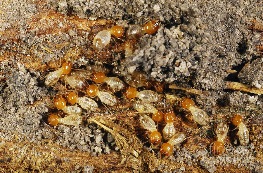 Insects Photograph - Worker Termites by Gregory G. Dimijian, M.D.