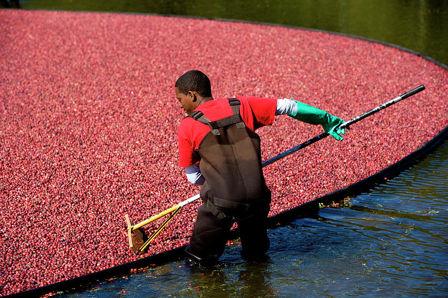 Workers Harvesting Cranberries Photograph by John Burke