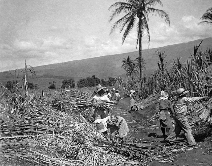 Workers Harvesting Sugar Cane Photograph by Underwood Archives