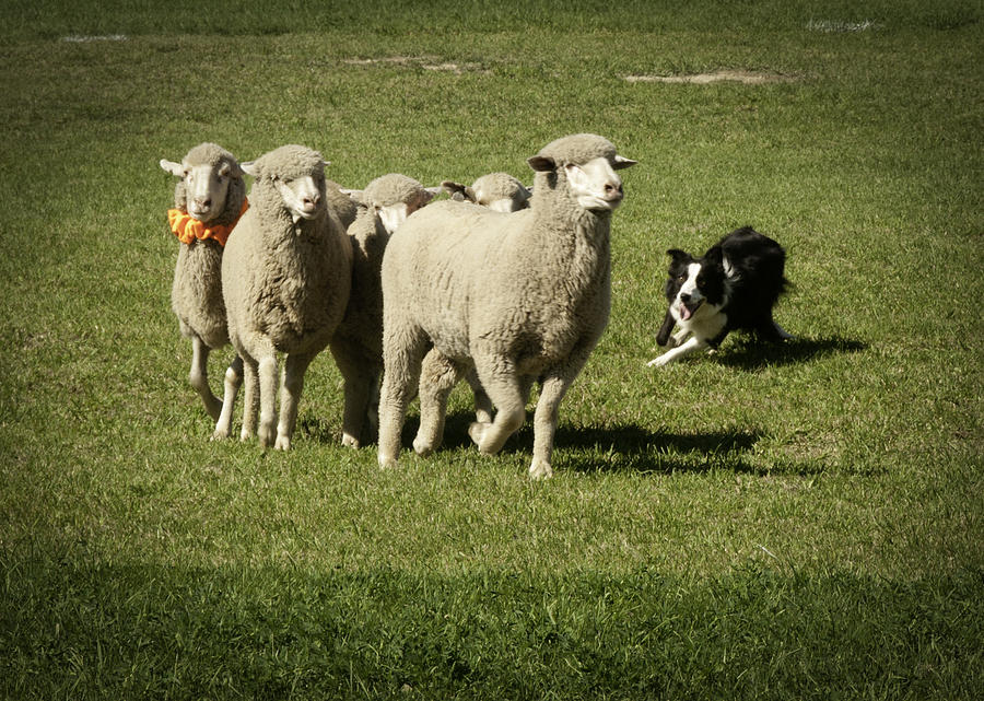Working Australian Sheepdog Photograph by Daniel Hebard