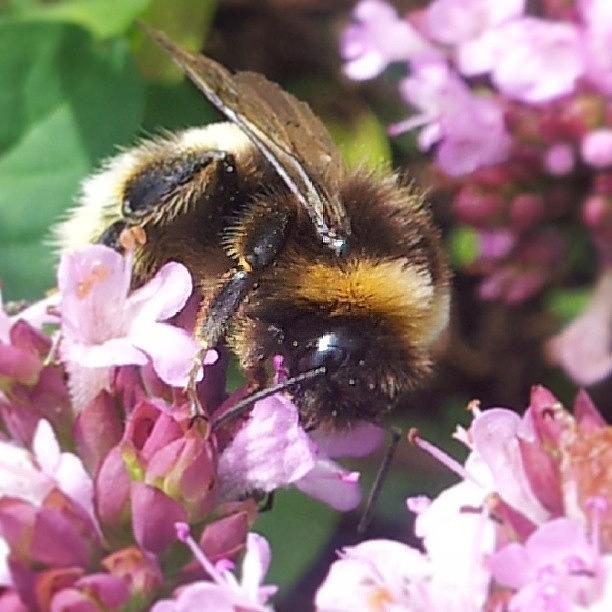 Myplace Photograph - Working Bumblebee #nature_shooters by Lotte Corvinius