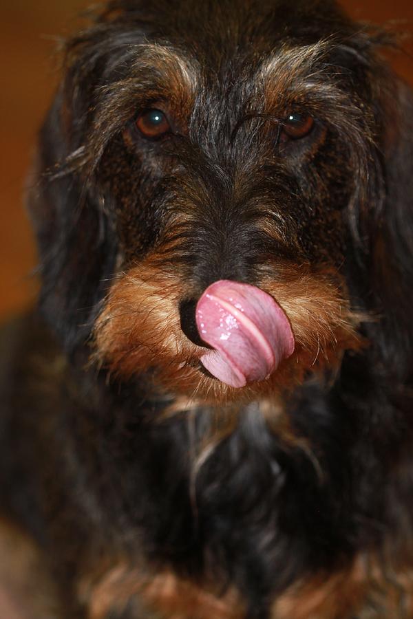 Working Dog Wirehaired Dachshund Photograph by Andrea Lazar