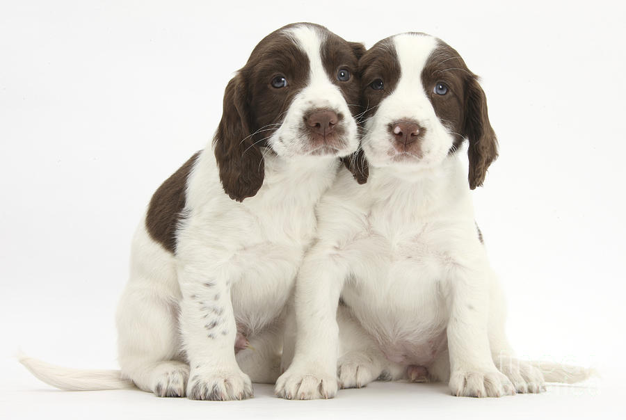 Working English Springer Spaniel Puppies Photograph by Mark Taylor