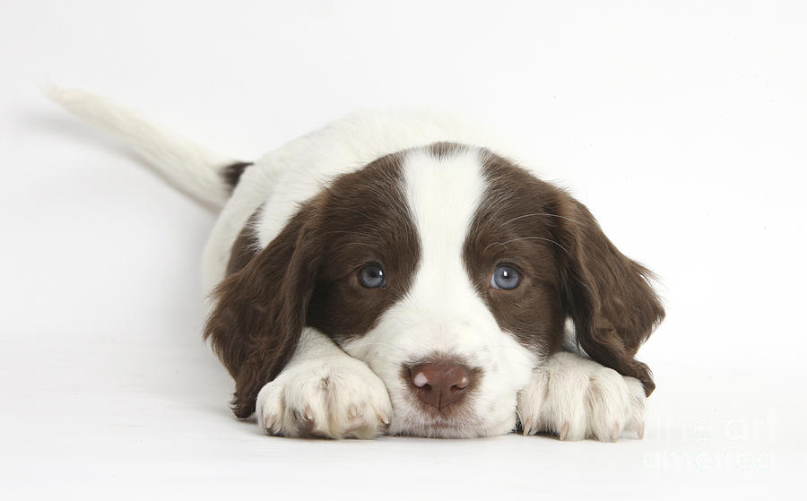 Working English Springer Spaniel Puppy Photograph by Mark Taylor