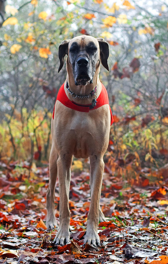 Working Great Dane Photograph by Barbara McMahon