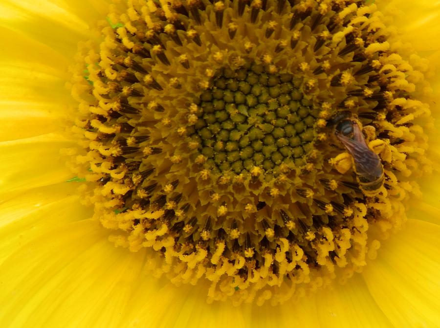 Working Honey Bee Photograph by Belinda Lee