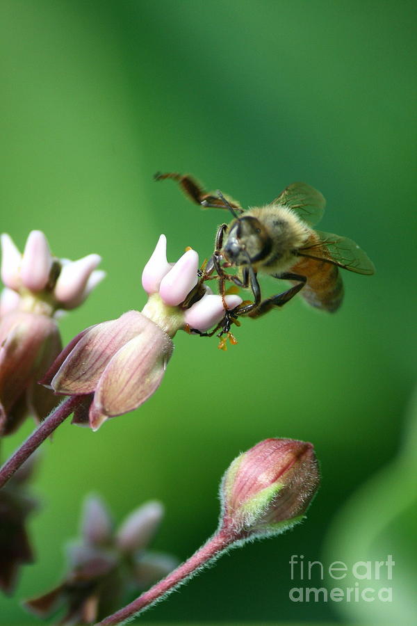 Working Honey Bee Photograph by Neal Eslinger