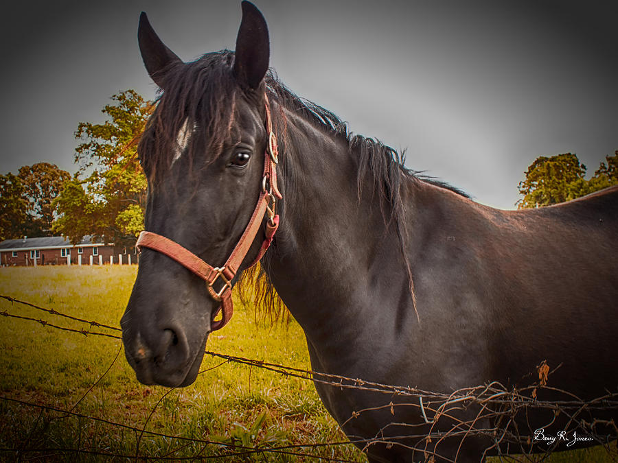 Working Horse I Photograph by Barry Jones