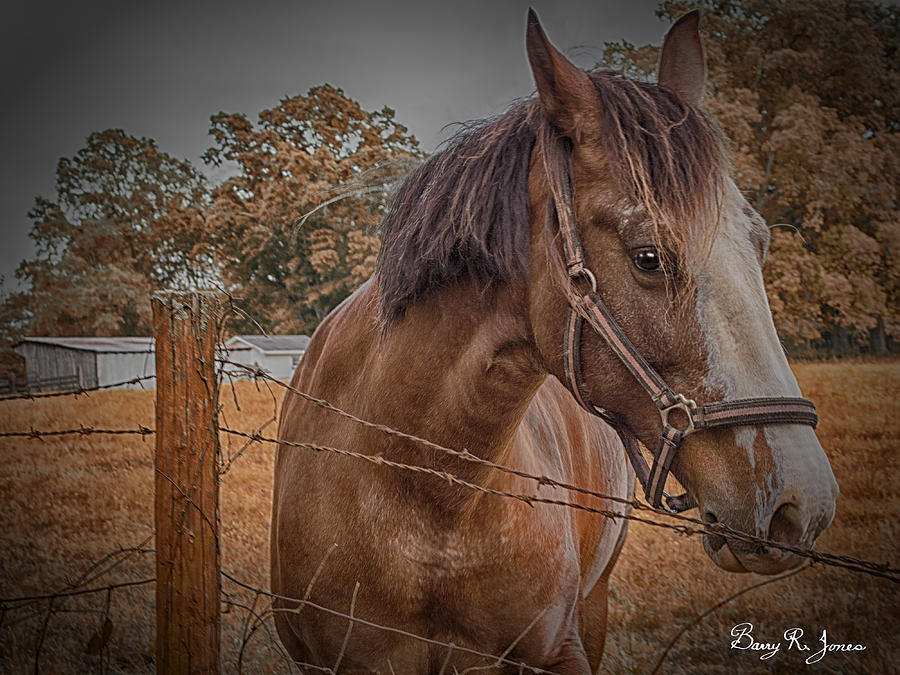 Working Horse II Photograph by Barry Jones