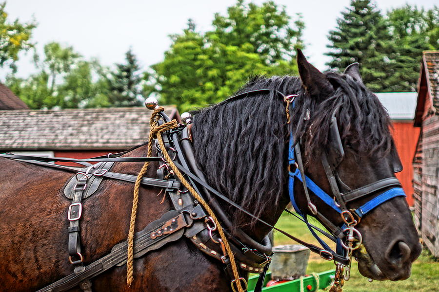 Working Horse Photograph by Steven Clipperton