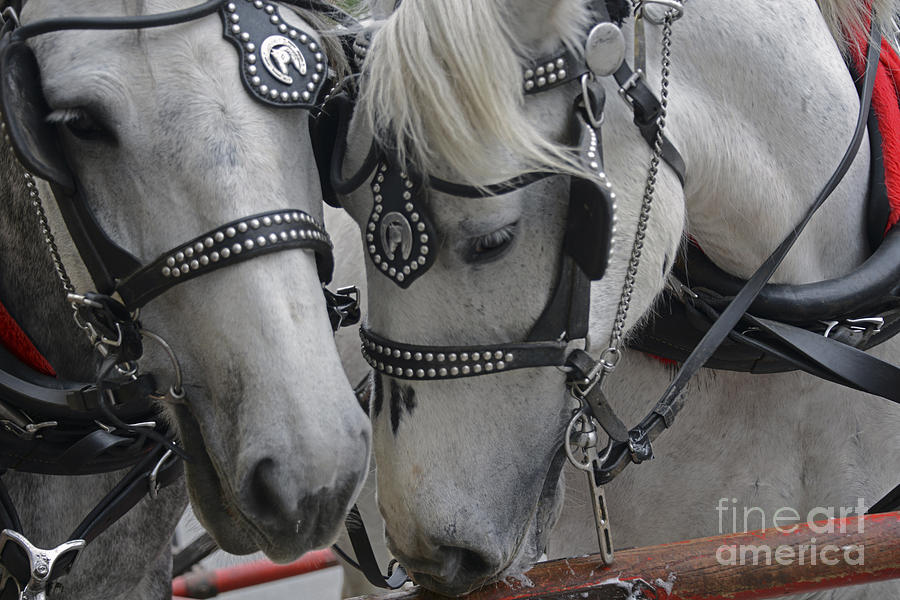 Animal Photograph - Working Horses by Amanda Sinco