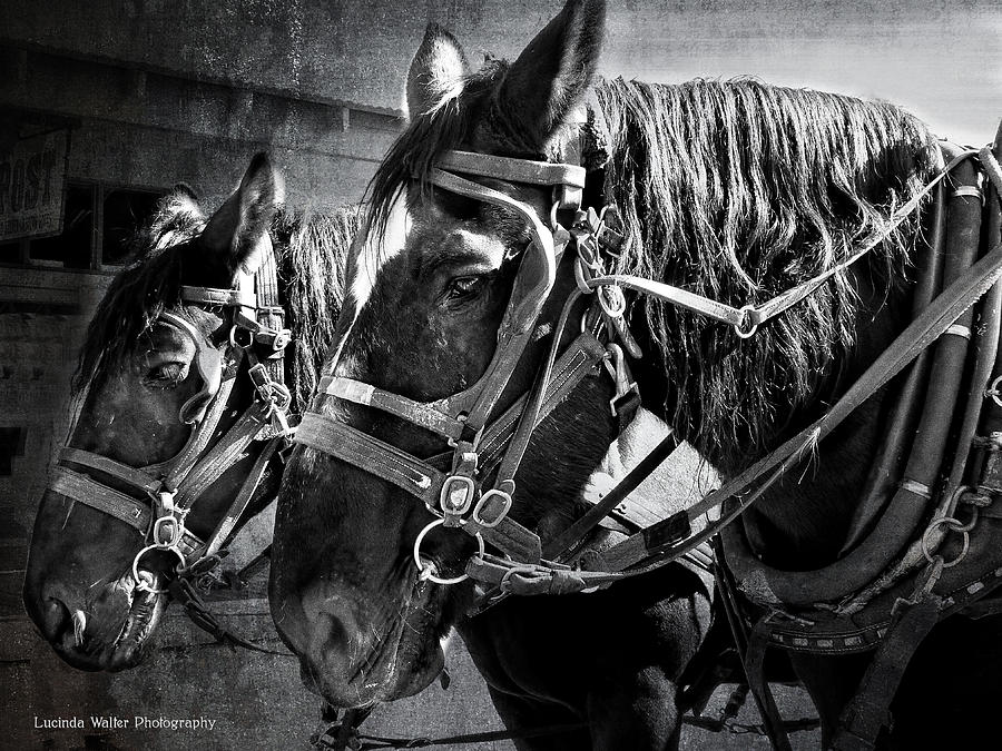 Working Horses Photograph