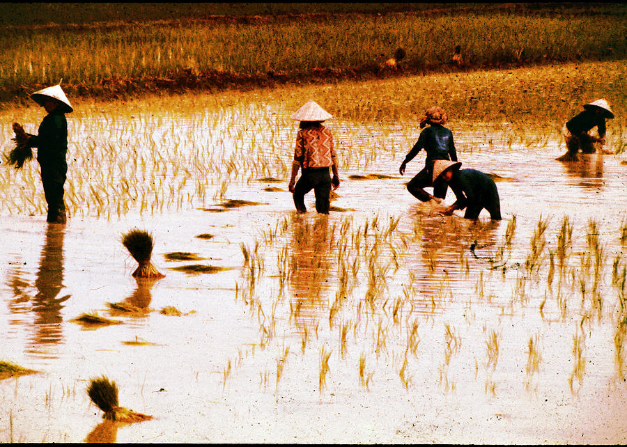 Working in Rice Patties Photograph by John Warren