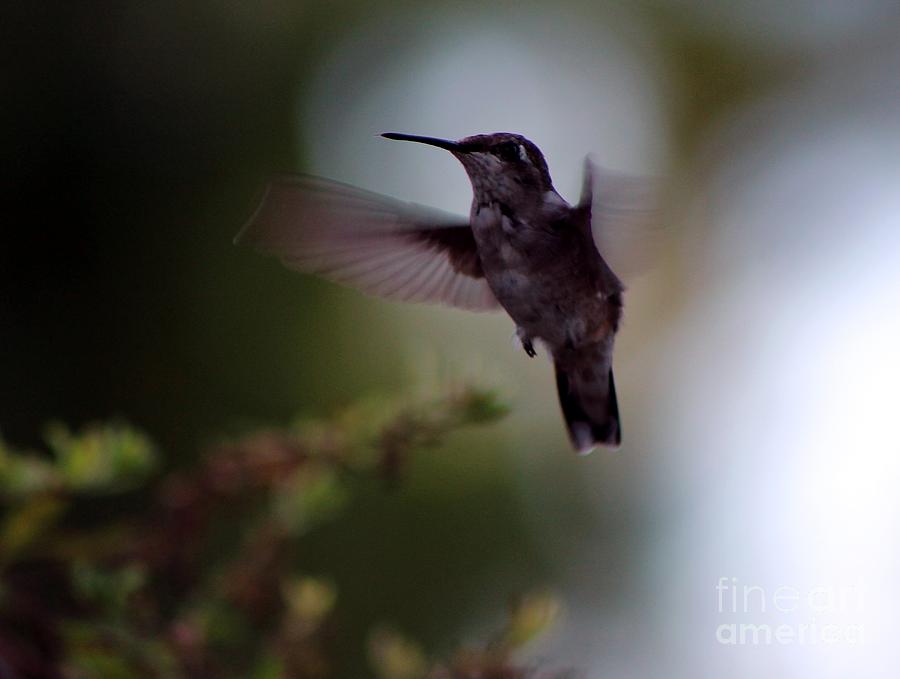 Hummingbird Photograph - Working It by Margaret Hamilton