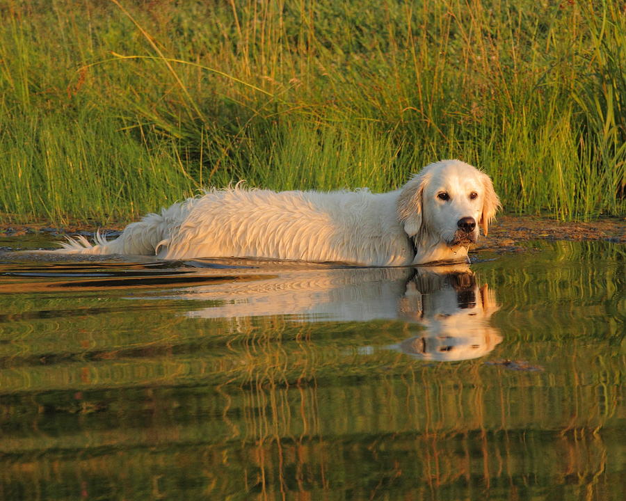 Working Retriever Photograph by Coby Cooper