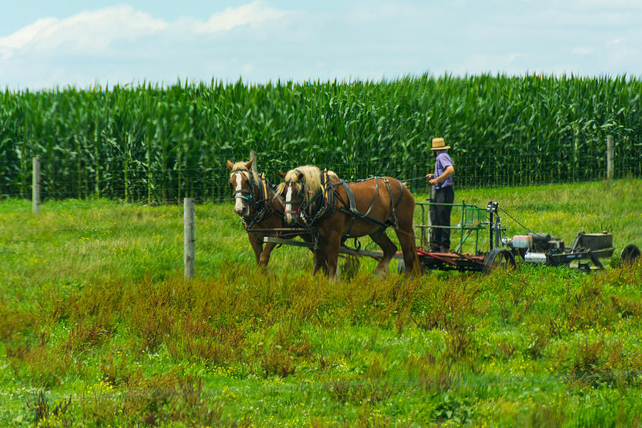Horse Photograph - Working The Field by Kathy Liebrum Bailey