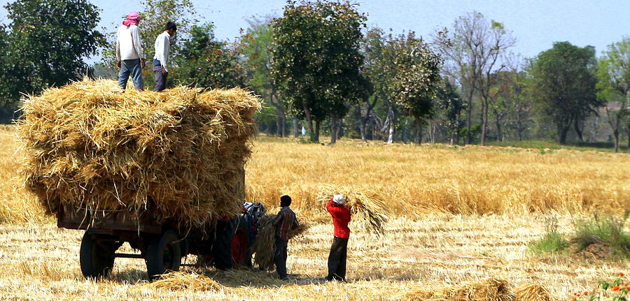 Working the Fields Photograph by Laurel Talabere - Fine Art America