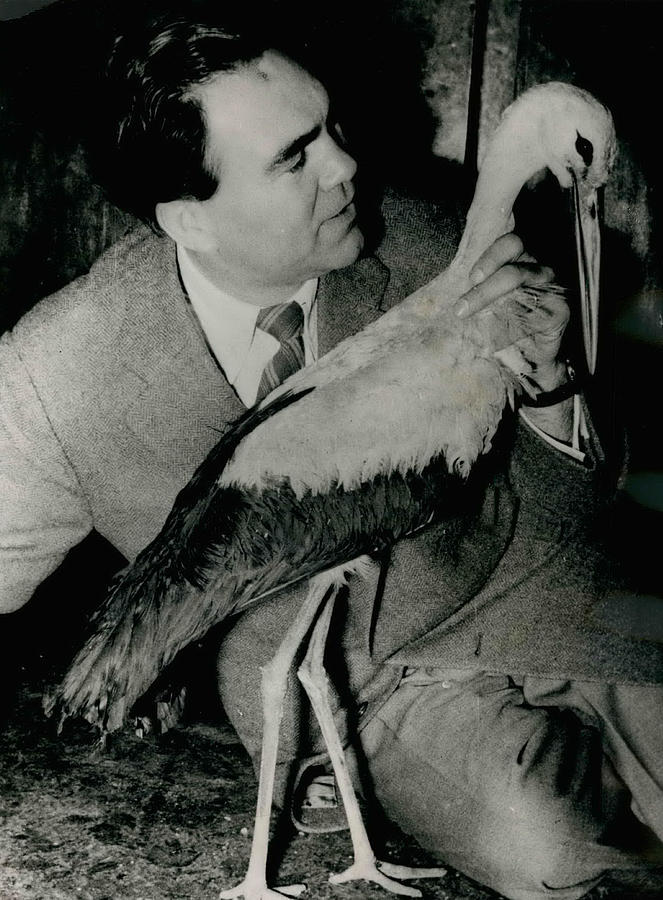 World Famous Boxer Gets the Bird. Max Scheming And The Photograph by Retro Images Archive