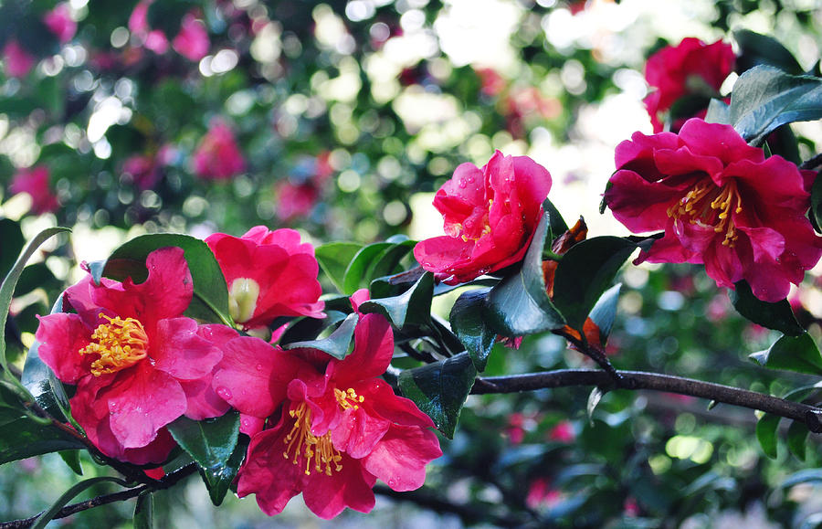 World Famous Camellia Descanso Gardens Photograph by Kyle Hanson