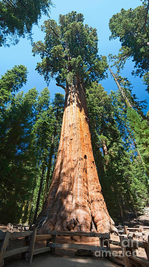 World Famous General Sherman Sequoia Tree In Sequoia National Park. Photograph