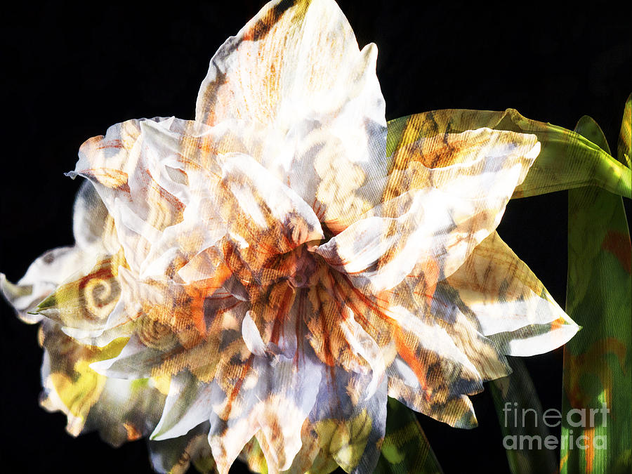 World in an Amaryllis Flower Photograph by Brenda Kean