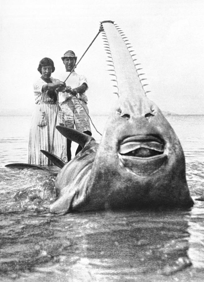 World Record Sawfish Photograph by Underwood Archives