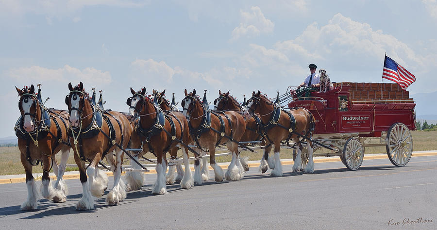 World Renown Clydesdales 2 Photograph by Kae Cheatham