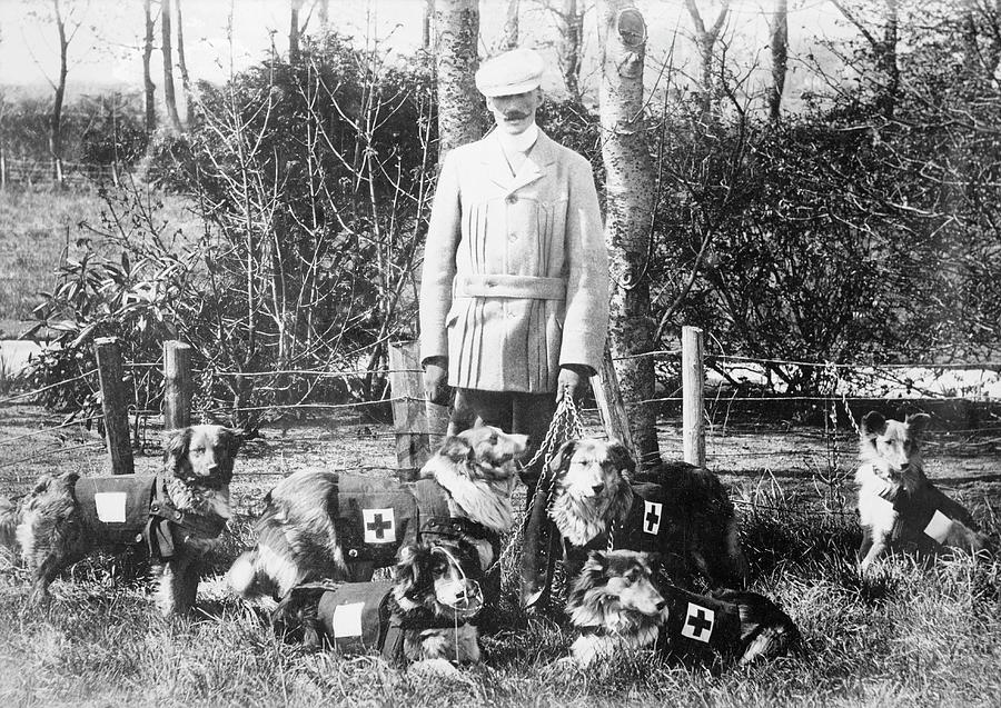 Wildlife Photograph - World War I British Red Cross Dogs by Library Of Congress