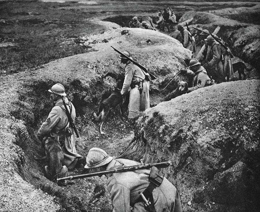 World War I Dogs Photograph by Granger - Fine Art America